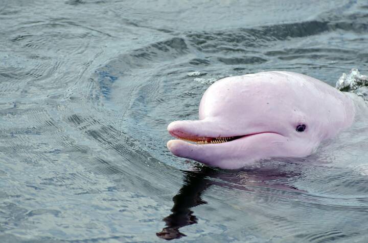 Amazonasdelfin Amazonasdelfin