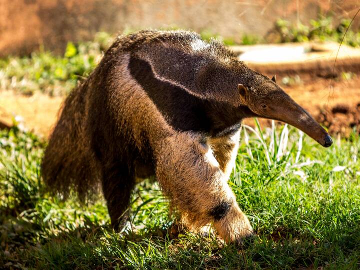 Ameisenbär Ameisenbär