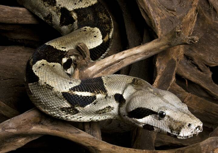 Boa constrictor Boa constrictor
