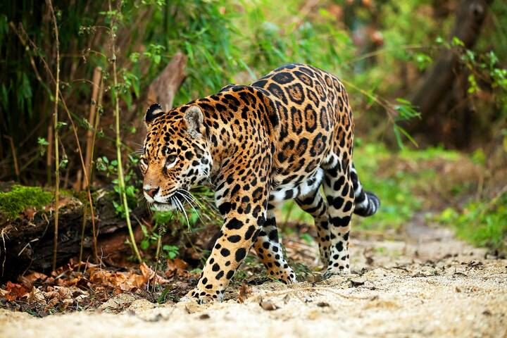 Jaguar Jaguar