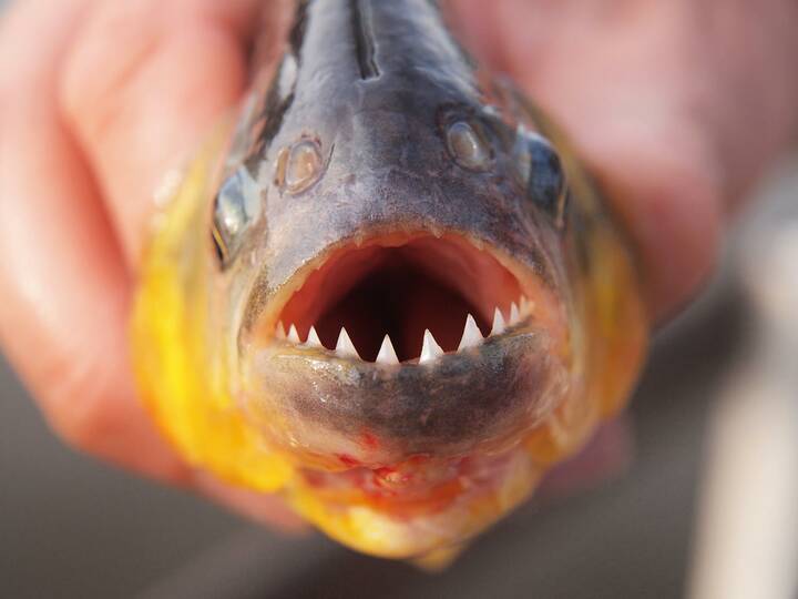 Piranha Piranha
