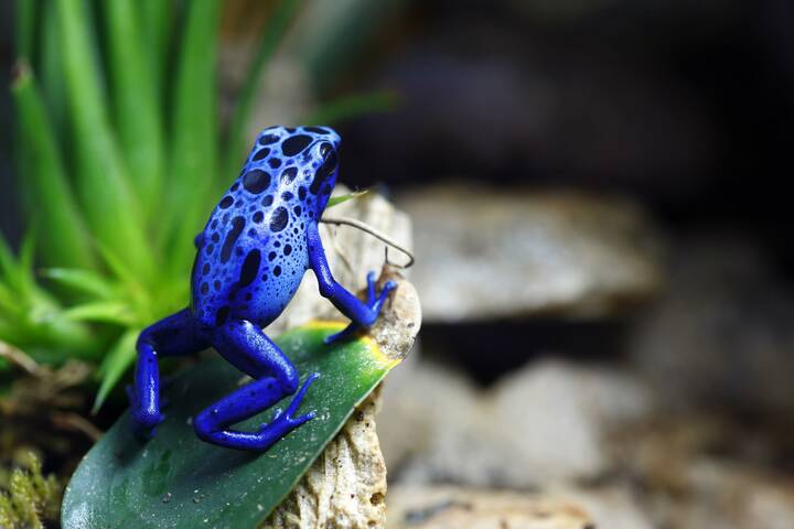 Der Blauer Pfeilgiftfrosch, eine Art der Baumsteigerfrösche Baumsteigerfrösche