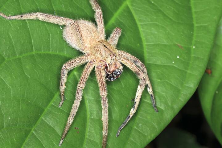 Vorsicht vor der Brasilianischen Wanderspinne! Brasilianische Wanderspinne