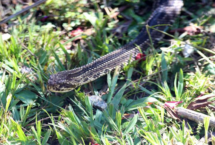 Die Schauer-Klapperschlange (Crotalus durissus) Schauer-Klapperschlange