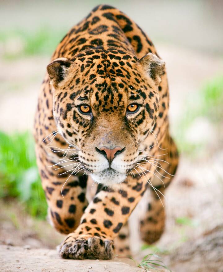 Jaguar