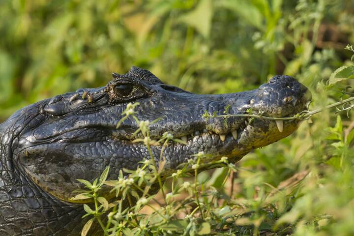 Ein Schwarzer Kaiman im Pantanal Mohrenkaiman