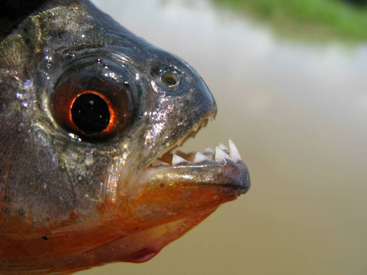 Ein hungriger Piranha Roter Piranha