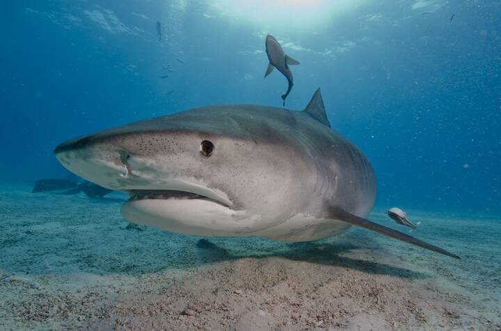 Ein Tigerhai sollte man beim Schwimmen besser nicht begegnen Tigerhai