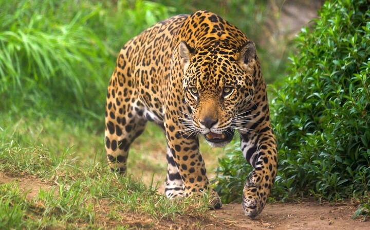 Jaguar Brasilien