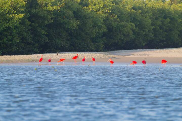 Roter Ibis Brasilien