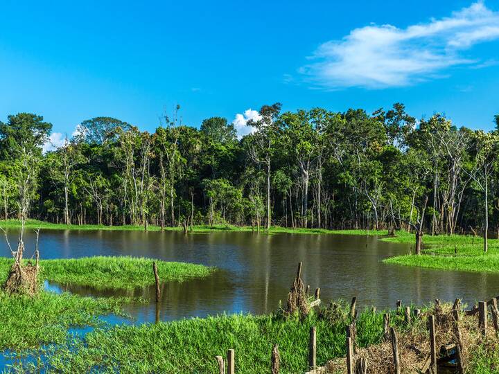 Amazonas Regenwald Brasilien