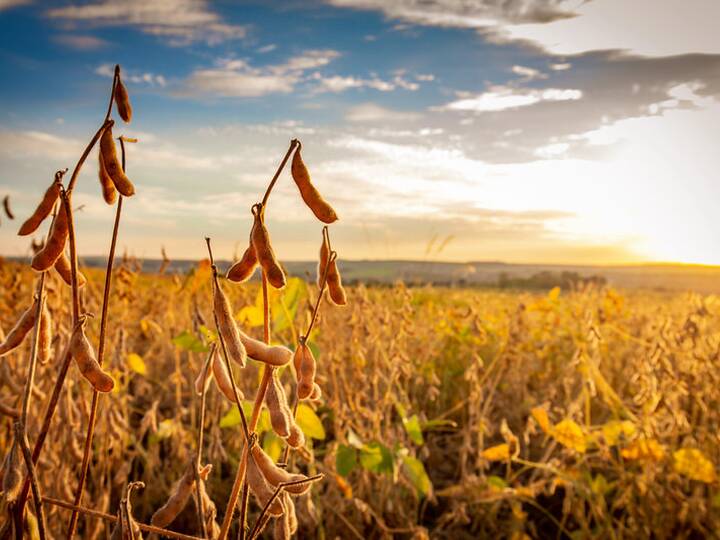 Brasilien Landwirtschaft