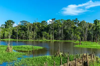 Amazonas Regenwald Brasilien