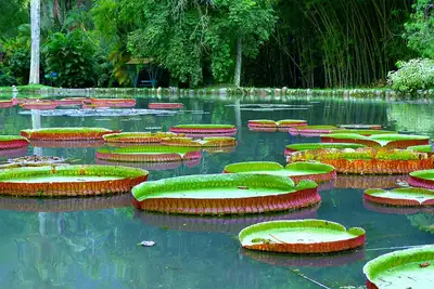 Botanischer Garten Rio de Janeiro