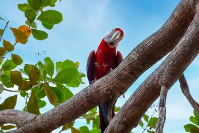Vogelarten & Birdwatching in Brasilien Vogelarten Brasilien