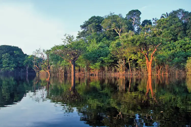 Amazonas Fluss