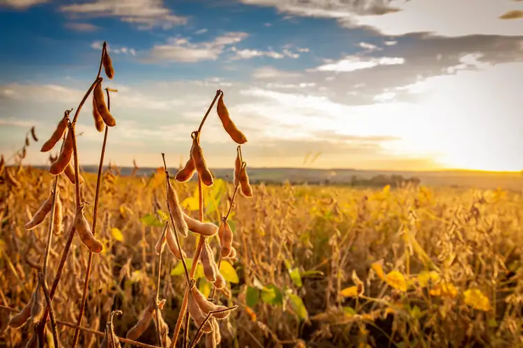 Die Bedeutung der Landwirtschaft für Brasilien Brasilien Landwirtschaft